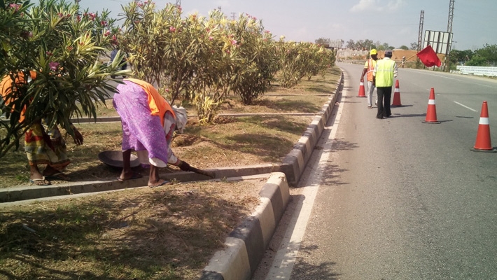 Tree Plantation alongside highways