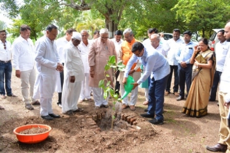 tree plantation